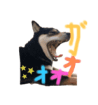 かきみほの柴犬スタンプ（個別スタンプ：14）