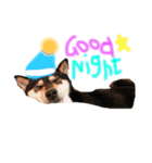 かきみほの柴犬スタンプ（個別スタンプ：15）