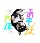 かきみほの柴犬スタンプ（個別スタンプ：16）