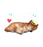 かきみほの柴犬スタンプ（個別スタンプ：17）