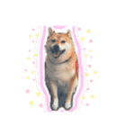 かきみほの柴犬スタンプ（個別スタンプ：18）