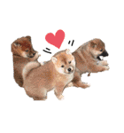 かきみほの柴犬スタンプ（個別スタンプ：19）