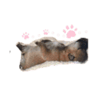 かきみほの柴犬スタンプ（個別スタンプ：20）