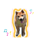 かきみほの柴犬スタンプ（個別スタンプ：22）