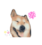 かきみほの柴犬スタンプ（個別スタンプ：23）
