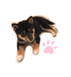 かきみほの柴犬スタンプ（個別スタンプ：24）