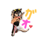 かきみほの柴犬スタンプ（個別スタンプ：25）