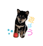 かきみほの柴犬スタンプ（個別スタンプ：27）