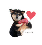 かきみほの柴犬スタンプ（個別スタンプ：28）