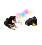 かきみほの柴犬スタンプ（個別スタンプ：30）