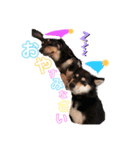 かきみほの柴犬スタンプ（個別スタンプ：31）
