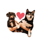 かきみほの柴犬スタンプ（個別スタンプ：32）