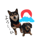 かきみほの柴犬スタンプ（個別スタンプ：33）