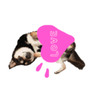 かきみほの柴犬スタンプ（個別スタンプ：35）