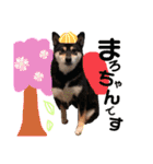 かきみほの柴犬スタンプ（個別スタンプ：36）