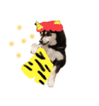 かきみほの柴犬スタンプ（個別スタンプ：37）