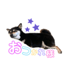 かきみほの柴犬スタンプ（個別スタンプ：40）