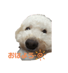 我がわん（個別スタンプ：1）