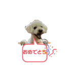 我がわん（個別スタンプ：5）