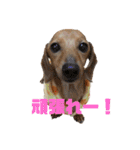 我がわん（個別スタンプ：13）