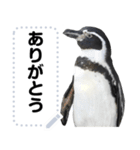 ペンギンのメッセージ！ほほえみフレンズ（個別スタンプ：1）