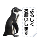 ペンギンのメッセージ！ほほえみフレンズ（個別スタンプ：7）