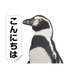 ペンギンのメッセージ！ほほえみフレンズ（個別スタンプ：10）