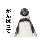 ペンギンのメッセージ！ほほえみフレンズ（個別スタンプ：12）