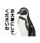 ペンギンのメッセージ！ほほえみフレンズ（個別スタンプ：16）