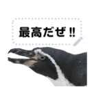 ペンギンのメッセージ！ほほえみフレンズ（個別スタンプ：22）