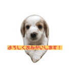 マイロの日常スタンプ（個別スタンプ：1）