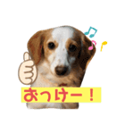 マイロの日常スタンプ（個別スタンプ：2）