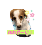 マイロの日常スタンプ（個別スタンプ：4）