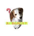 マイロの日常スタンプ（個別スタンプ：6）