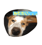 マイロの日常スタンプ（個別スタンプ：8）