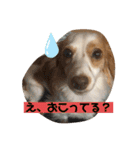 マイロの日常スタンプ（個別スタンプ：14）