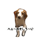 マイロの日常スタンプ（個別スタンプ：15）