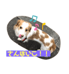 マイロの日常スタンプ（個別スタンプ：16）