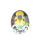 愛しのインコ・優しい言葉（個別スタンプ：1）