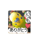 愛しのインコ・優しい言葉（個別スタンプ：2）