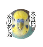愛しのインコ・優しい言葉（個別スタンプ：3）