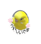 愛しのインコ・優しい言葉（個別スタンプ：4）