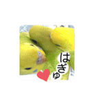 愛しのインコ・優しい言葉（個別スタンプ：5）