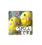 愛しのインコ・優しい言葉（個別スタンプ：6）