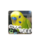 愛しのインコ・優しい言葉（個別スタンプ：7）