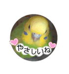 愛しのインコ・優しい言葉（個別スタンプ：8）