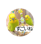 愛しのインコ・優しい言葉（個別スタンプ：9）