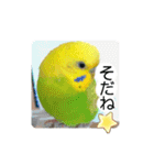 愛しのインコ・優しい言葉（個別スタンプ：10）