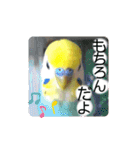 愛しのインコ・優しい言葉（個別スタンプ：11）