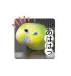 愛しのインコ・優しい言葉（個別スタンプ：12）
